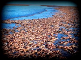 Starfish Thousands Dead