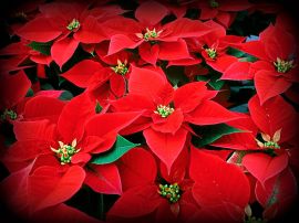 poinsettias