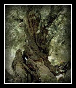 old_olive_tree