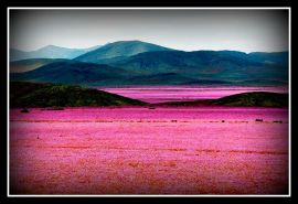 Atacama-Desert_Flowers_Bloom